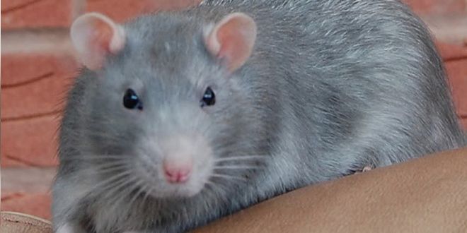 c0b88ca89a4abf79879e00238f89cdb3