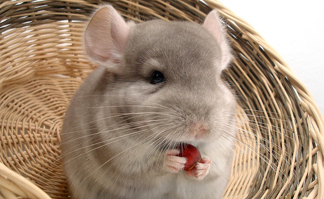 chinchilla-095053
