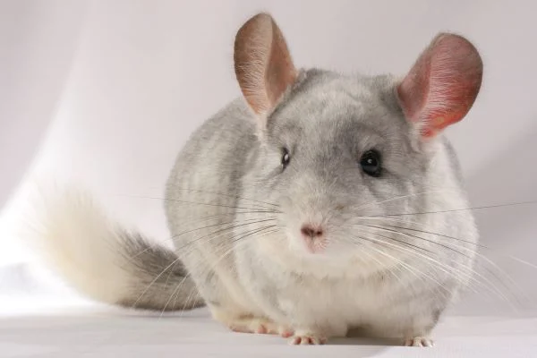 chinchilla