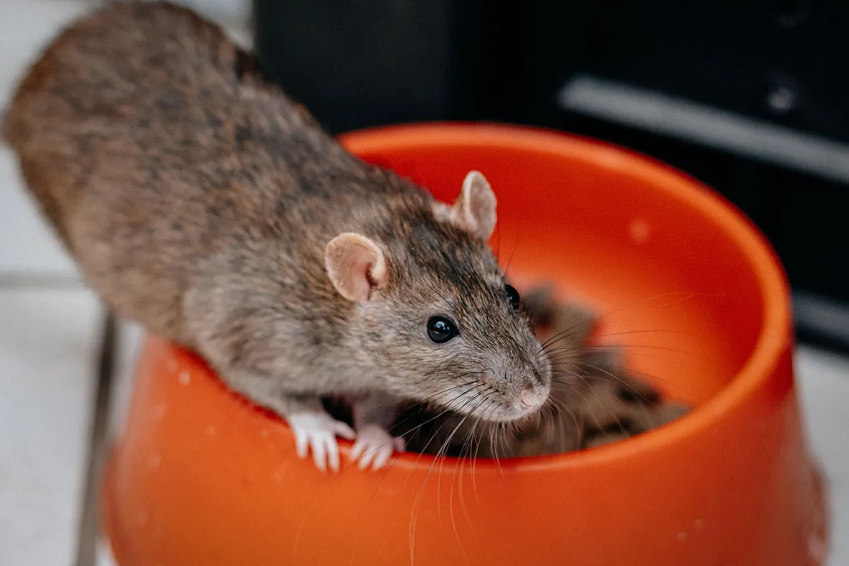 close-up-of-mouse-next-to-food-bowl_cr_wirestockc